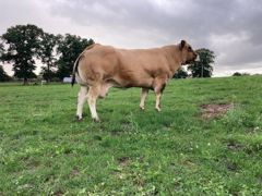 La parthenaise Ornella décroche le top price de la vente aux enchères des bovins de boucherie du Space 2025, à 11 € par kilo de carcasse. La parthenaise Ornella décroche le top price de la vente aux enchères des bovins de boucherie du Space 2025, à 11 € par kilo de carcasse.