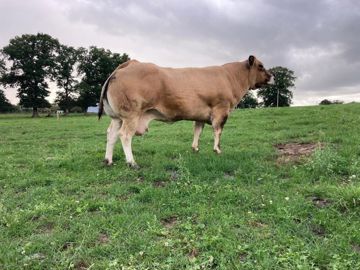 La parthenaise Ornella décroche le top price de la vente aux enchères des bovins de boucherie du Space 2025, à 11 € par kilo de carcasse.