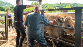 90 % des 263 000 bovins ont été vaccinés dans la zone concernée.