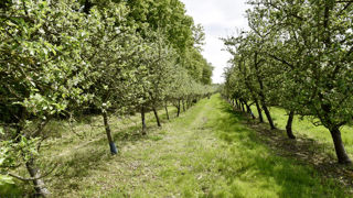 Les auteurs d'une prospective sur le futur des filières des fruits et légumes à 2040 estiment nécessaire de « prévoir et d’organiser la création de nouvelles filières et les changements de variété ». Les auteurs d'une prospective sur le futur des filières des fruits et légumes à 2040 estiment nécessaire de « prévoir et d’organiser la création de nouvelles filières et les changements de variété ».