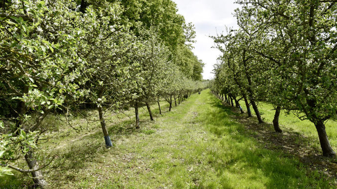 Les auteurs d'une prospective sur le futur des filières des fruits et légumes à 2040 estiment nécessaire de « prévoir et d’organiser la création de nouvelles filières et les changements de variété ».