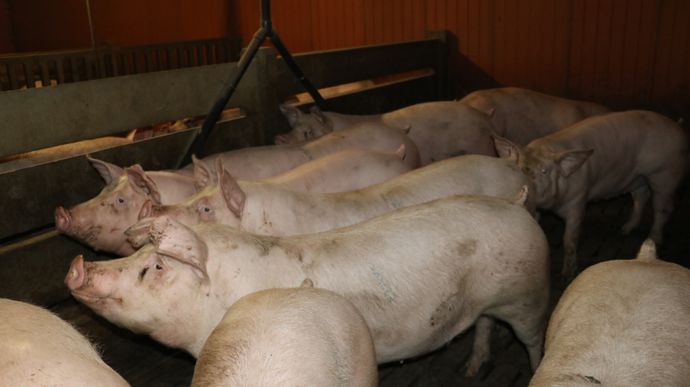 Les nouvelles taxes chinoises sur le porc inquiètent les producteurs