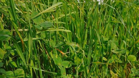 Ray-grass italien et trèfle en dérobée