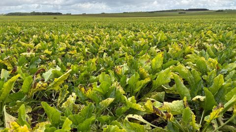 Les effets de la jaunisse de la betterave sur le rendement restent encore difficiles à estimer à ce stade.