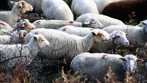 L’objectif de ce texte de loi est de « garantir la préservation des itinéraires, des zones de pâturage et des savoir‑faire agropastoraux » dans les espaces protégés. L’objectif de ce texte de loi est de « garantir la préservation des itinéraires, des zones de pâturage et des savoir‑faire agropastoraux » dans les espaces protégés.