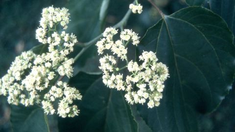 L’arbre à raisins (Hovenia dulcis), importé en France à la fin du siècle dernier pour ses fruits, a rencontré un échec commercial, mais c’est un champion nectarifère. L’arbre à raisins (Hovenia dulcis), importé en France à la fin du siècle dernier pour ses fruits, a rencontré un échec commercial, mais c’est un champion nectarifère.