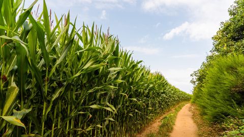Semence de maïs : variétés bio 2025 et choix par région Semence de maïs : variétés bio 2025 et choix par région