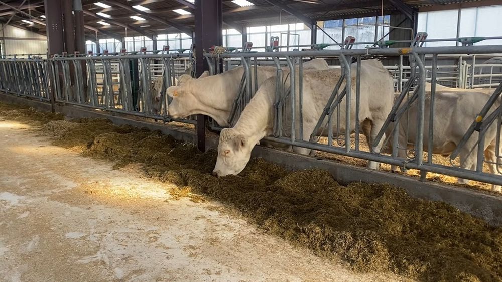 Vaches allaitantes en stabulation Vaches allaitantes en stabulation
