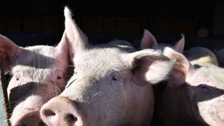 La Croatie a entamé l’abattage de près de 12 000 porcs après l’apparition du virus de la peste porcine africaine (PPA) dans un élevage de l’est du pays. La Croatie a entamé l’abattage de près de 12 000 porcs après l’apparition du virus de la peste porcine africaine (PPA) dans un élevage de l’est du pays.