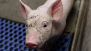 La préfecture de la Manche a annoncé la découverte de plusieurs centaines de porcs morts dans un élevage. Une enquête est ouverte pour comprendre les circonstances qui ont conduit à cette situation. La préfecture de la Manche a annoncé la découverte de plusieurs centaines de porcs morts dans un élevage. Une enquête est ouverte pour comprendre les circonstances qui ont conduit à cette situation.