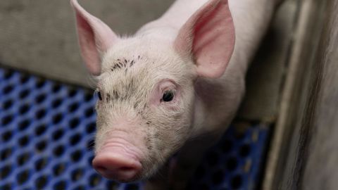 La préfecture de la Manche a annoncé la découverte de plusieurs centaines de porcs morts dans un élevage. Une enquête est ouverte pour comprendre les circonstances qui ont conduit à cette situation. La préfecture de la Manche a annoncé la découverte de plusieurs centaines de porcs morts dans un élevage. Une enquête est ouverte pour comprendre les circonstances qui ont conduit à cette situation.