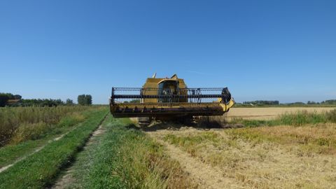 Les surfaces de riz camarguais ont augmenté de 2 000 ha en 2025, pour atteindre 16 000 ha. Les surfaces de riz camarguais ont augmenté de 2 000 ha en 2025, pour atteindre 16 000 ha.