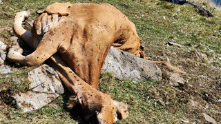 De nombreux bovins ont été victimes de la prédation des ours cet été. De nombreux bovins ont été victimes de la prédation des ours cet été.
