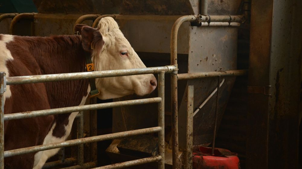 Vache au distributeur automatique de concentré DAC