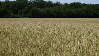 Selon l'AGPB, la dynamique de la filière blé dur « reste fragile ».