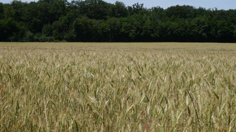 Selon l'AGPB, la dynamique de la filière blé dur « reste fragile ».