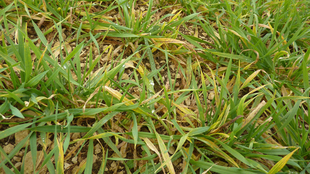 Arvalis partage ses résultats d'essais sur les sensibilités des variétés de blé tendre et d'orge aux viroses.