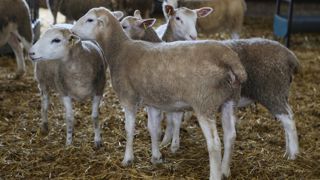 Les abattages d’agneaux se sont légèrement repliés en août tandis que le prix a fléchi pour le quatrième mois consécutif.