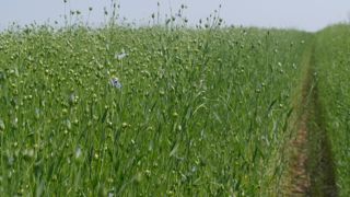 Le rapport du CGAAER recommande un nouveau plan d'action en faveur de l'agriculture biologique.