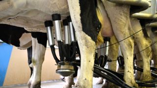 « Le TP et le taux d’urée sont les premiers indicateurs de la composition du lait et varient en situation de stress thermique des vaches laitières », d’après les résultats d’un projet mené par l’Institut de l’Elevage. « Le TP et le taux d’urée sont les premiers indicateurs de la composition du lait et varient en situation de stress thermique des vaches laitières », d’après les résultats d’un projet mené par l’Institut de l’Elevage.