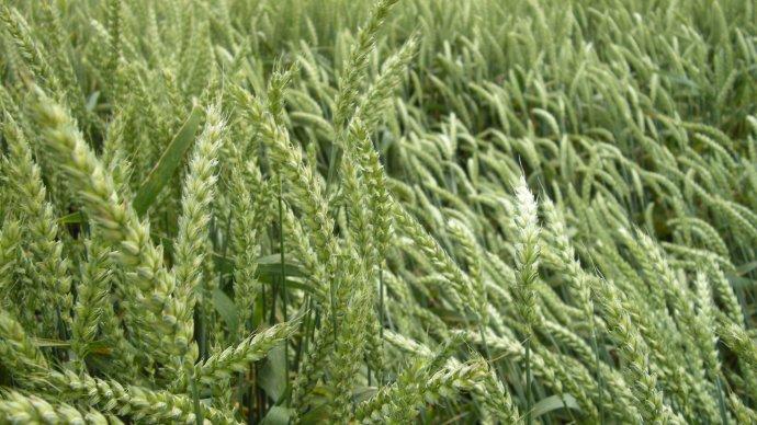 Le risque verse s'anticipe d'abord avec une bonne gestion de la fertilisation azotée.