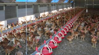 Ce sont notamment les éleveurs disposant de poulaillers qui ont été visés par les malfaiteurs.