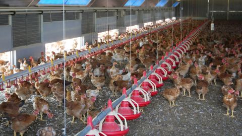 Ce sont notamment les éleveurs disposant de poulaillers qui ont été visés par les malfaiteurs.