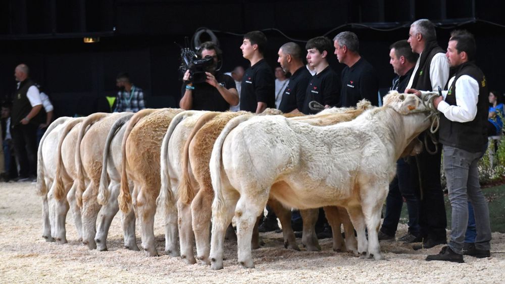Sans vaches, pas de concours. Sans vaches, pas de concours.