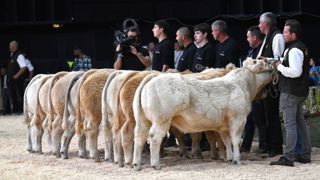 Sans vaches, pas de concours. Sans vaches, pas de concours.
