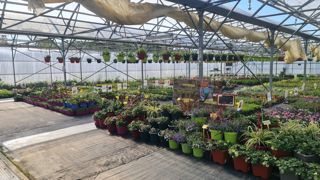Les 5 et 6 novembre, enseignants, élèves et équipes éducatives du lycée horticole de Tournus (71) recevront le 10e Salon d'automne du chrysanthème, des jeunes plants et des intrants au sein de son exploitation. Les 5 et 6 novembre, enseignants, élèves et équipes éducatives du lycée horticole de Tournus (71) recevront le 10e Salon d'automne du chrysanthème, des jeunes plants et des intrants au sein de son exploitation.