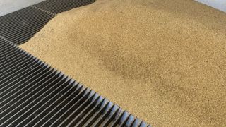 Après avoir atteint son apogée en 2023-2024, la collecte de grains biologiques a chuté de 36 % en 2024-2025.