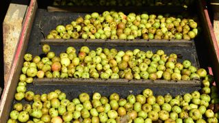 La production de pommes à cidre devrait atteindre environ 228 000 tonnes dans les vergers spécialisés à basse tige, représentant 90 % des volumes. La production de pommes à cidre devrait atteindre environ 228 000 tonnes dans les vergers spécialisés à basse tige, représentant 90 % des volumes.