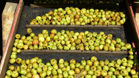 La production de pommes à cidre devrait atteindre environ 228 000 tonnes dans les vergers spécialisés à basse tige, représentant 90 % des volumes. La production de pommes à cidre devrait atteindre environ 228 000 tonnes dans les vergers spécialisés à basse tige, représentant 90 % des volumes.