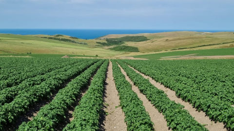 L'acquisition d'IPM ouvre des marchés à HZPC sur les iles britanniques et en Afrique du Nord.