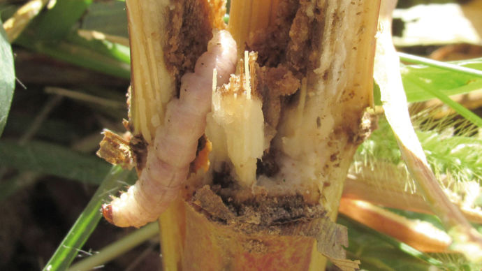 La lutte contre la pyrale et la sésamie du maïs commence bien avant l’implantation de la culture, avec une bonne gestion des résidus à l’automne.