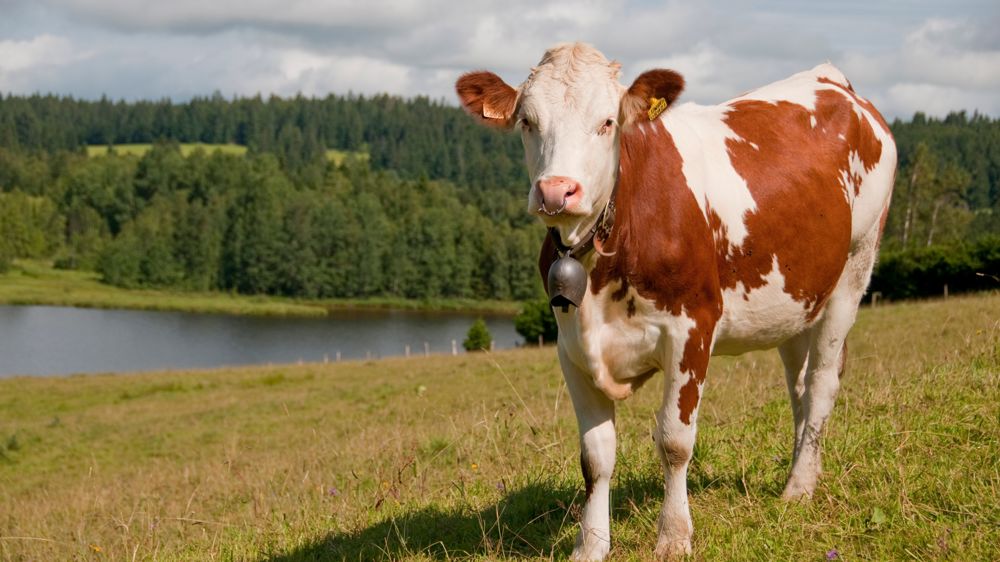 Un foyer de DNC a été découvert dans un élevage du Jura.
