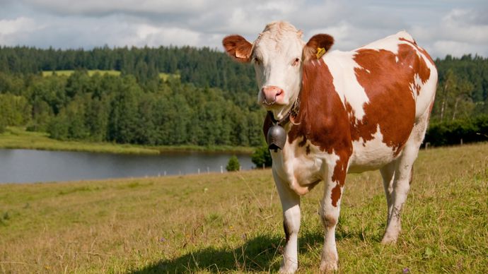 Un foyer de DNC a été découvert dans un élevage du Jura.