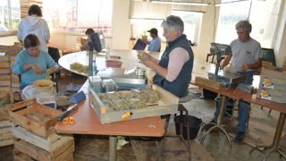 A toutes les étapes, le chasselas de Moissac AOP nécessite beaucoup de main-d’œuvre, ce qui pèse sur son prix.