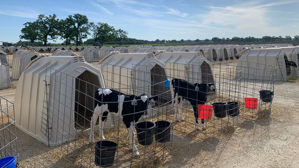 Veaux holstein aux États-Unis