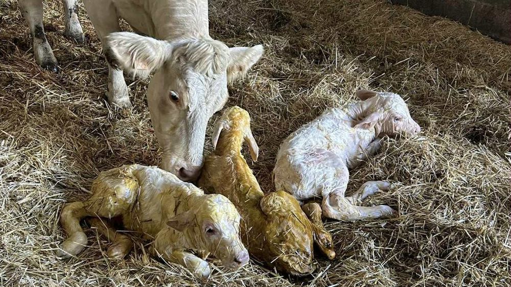 Vache charolaise avec des triplés