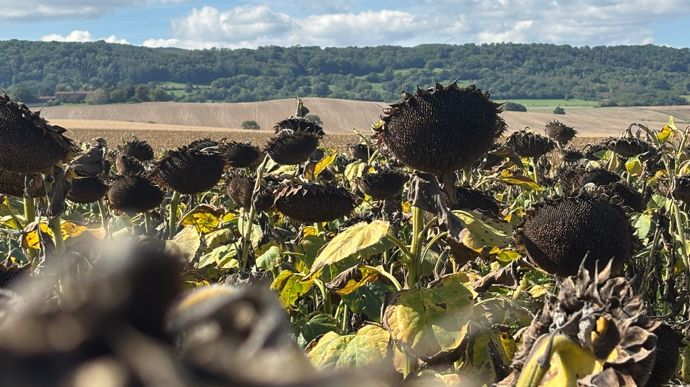 Au 14 octobre 2025, le service de la statistique du ministère en charge de l’Agriculture évalue le rendement  moyen national du tournesol à 21,2 q/ha (–6,1 % par rapport à la moyenne de 2020-2024).