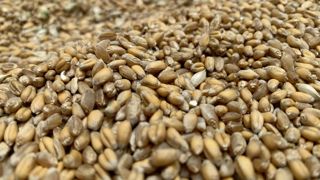 Tout comme pour le blé tendre conventionnel, la qualité de la récolte de 2025 de blé tendre biologique est bonne.