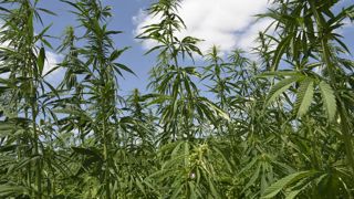 L’Association française des producteurs de cannabinoïdes (AFPC) dénonce une mesure qui « menace la survie de la filière française du chanvre à actifs ». L’Association française des producteurs de cannabinoïdes (AFPC) dénonce une mesure qui « menace la survie de la filière française du chanvre à actifs ».