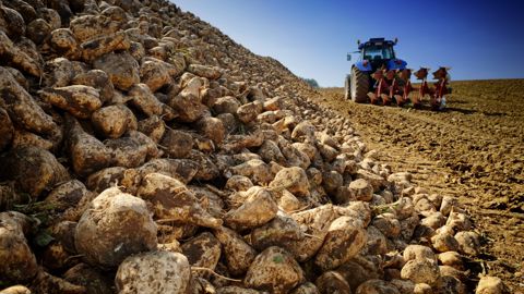 A partir de 2026, les coopérateurs de Tereos pourront s'engager sur 3 ans au lieu de 5.
