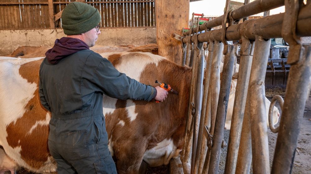Vaccination d'une vache contre la FCO Vaccination d'une vache contre la FCO