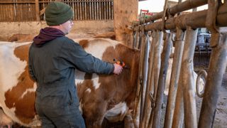 Pour les vétérinaires, mêmes les troupeaux ayant déclaré des cas de FCO ou MHE ont intérêt à vacciner leurs animaux. Pour les vétérinaires, mêmes les troupeaux ayant déclaré des cas de FCO ou MHE ont intérêt à vacciner leurs animaux.