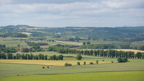 Les haies bocagères s'étendent sur 1,47 million de kilomètres à l’échelle de la France entière. Les haies bocagères s'étendent sur 1,47 million de kilomètres à l’échelle de la France entière.