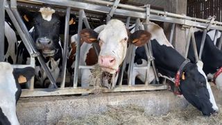 Vaches aux cornadis Vaches aux cornadis