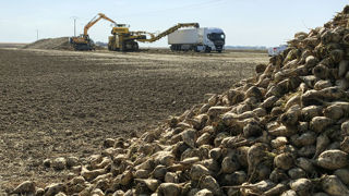 Tereos a annoncé qu'il proposera à son assemblée générale de juin 2026 de faire évoluer la durée d’engagement de ses coopérateurs de 5 à 3 ans.