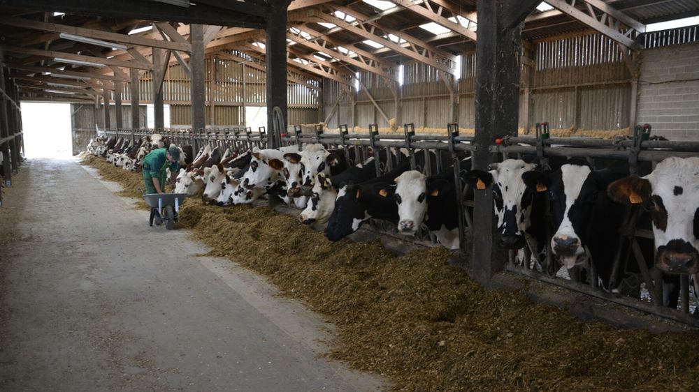 Vaches normandes à l'auge